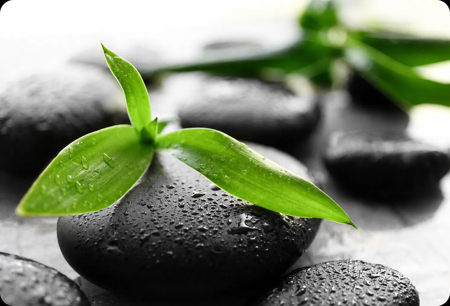 Holistic Wellness Background